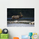 Bull Roosevelt elk crossing river with mergansers in the foreground Wall Mural