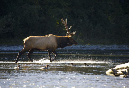Bull Roosevelt elk crossing river with mergansers in the foreground Wall Mural
