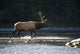 Bull Roosevelt elk crossing river with mergansers in the foreground Wall Mural
