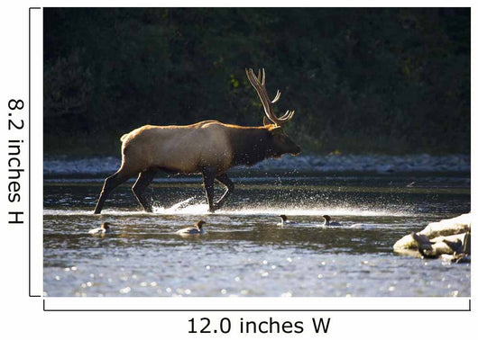 Bull Roosevelt elk crossing river with mergansers in the foreground Wall Mural
