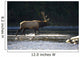 Bull Roosevelt elk crossing river with mergansers in the foreground Wall Mural