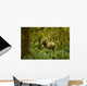 Bull Roosevelt elk framed by rainforest foliage Wall Mural