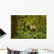 Bull Roosevelt elk framed by rainforest foliage Wall Mural