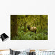 Bull Roosevelt elk framed by rainforest foliage Wall Mural