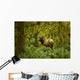 Bull Roosevelt elk framed by rainforest foliage Wall Mural
