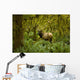 Bull Roosevelt elk framed by rainforest foliage Wall Mural