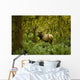 Bull Roosevelt elk framed by rainforest foliage Wall Mural