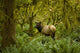 Bull Roosevelt elk framed by rainforest foliage Wall Mural