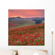 Dorset Poppy Field Sunset
