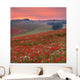 Dorset Poppy Field Sunset