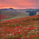 Dorset Poppy Field Sunset