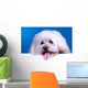 Cute Face Bichon Wall Mural