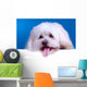 Cute Face Bichon Wall Mural