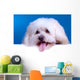 Cute Face Bichon Wall Mural