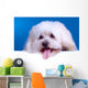 Cute Face Bichon Wall Mural