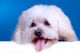 Cute Face Bichon Wall Mural