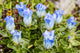 Macro of Broadpetal Gentian at Crow Pass Wall Mural