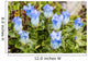 Macro of Broadpetal Gentian at Crow Pass Wall Mural