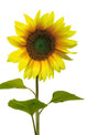 Yellow Sunflower on White Background Wall Decal