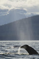 Humpback Whale Rises out Wall Decal
