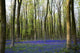 Bluebells in the woods Wall Mural