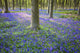 Bluebells in the woods Wall Mural