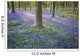 Bluebells in the woods Wall Mural