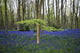 Bluebells in the woods Wall Mural