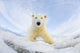 Polar Bear Wall Decal