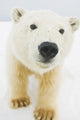 Polar bear Wall Mural