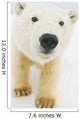 Polar bear Wall Mural