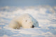 Polar bear Wall Mural