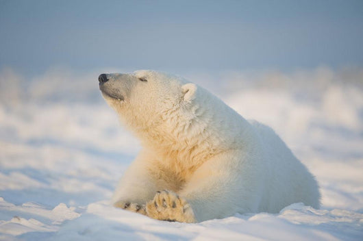 Polar bear Wall Mural