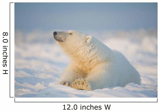 Polar bear Wall Mural