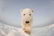 Polar bear Wall Mural
