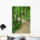 Path Forset