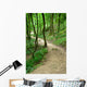 Path Forset