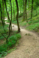 Path Forset