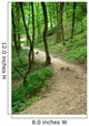 Path Forset