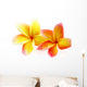 fleurs de frangipanier, fond blanc Wall Decal