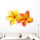 fleurs de frangipanier, fond blanc Wall Decal