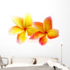 fleurs de frangipanier, fond blanc Wall Decal