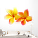 fleurs de frangipanier, fond blanc Wall Decal