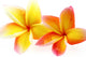 fleurs de frangipanier, fond blanc Wall Decal