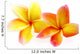 fleurs de frangipanier, fond blanc Wall Decal