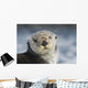 Sea Otter Wall Mural