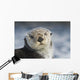 Sea Otter Wall Mural