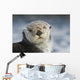Sea Otter Wall Mural