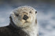 Sea Otter Wall Mural