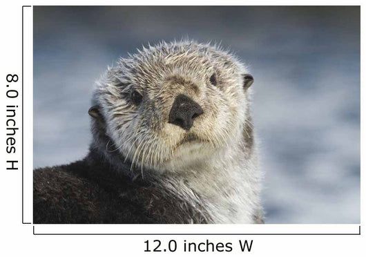 Sea Otter Wall Mural